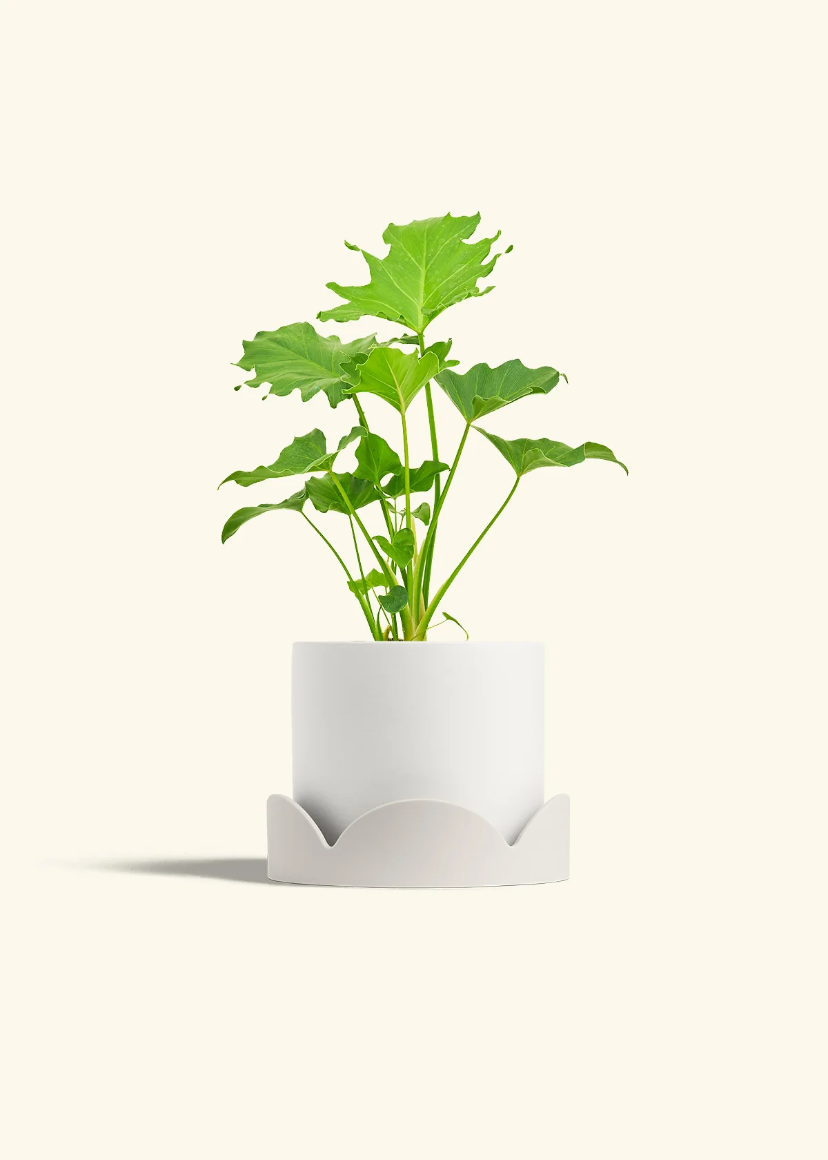 Philodendron 'Little Hope' - Image 22