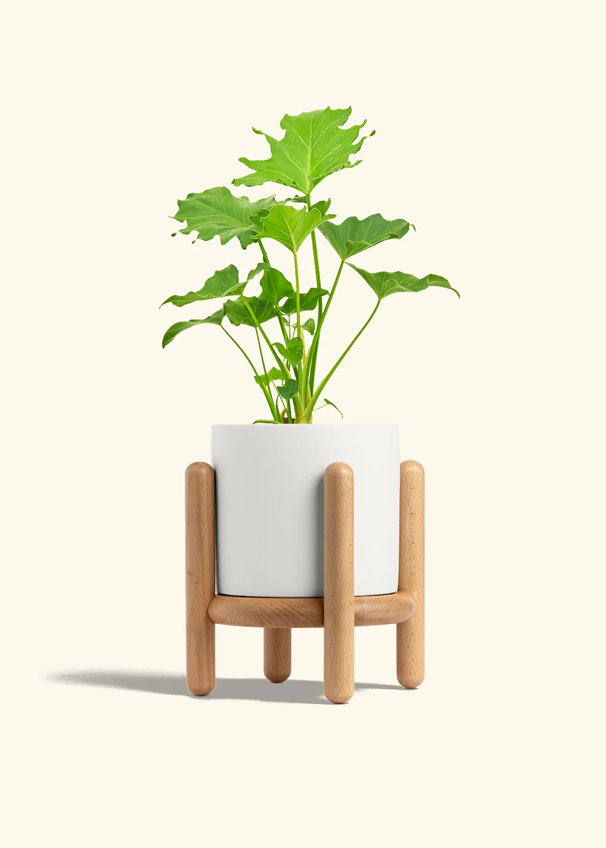 Philodendron 'Little Hope' - Image 23