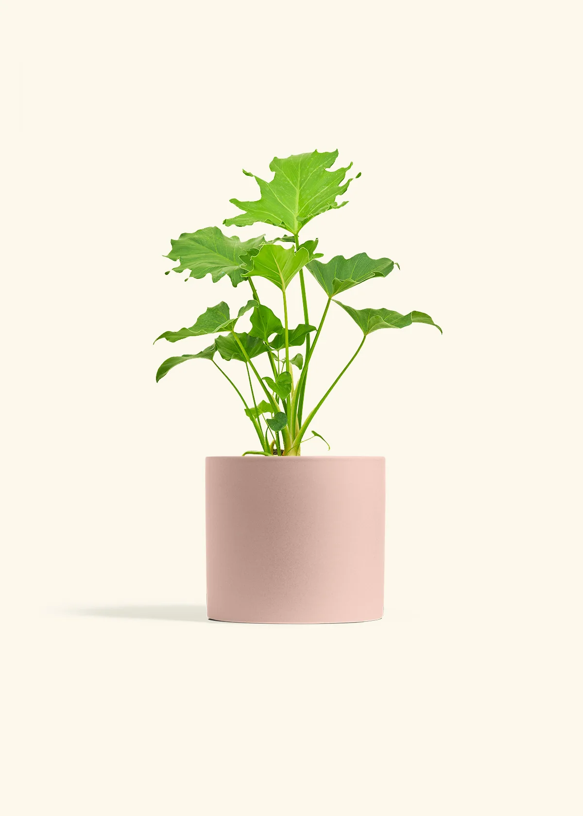Philodendron 'Little Hope' - Image 24