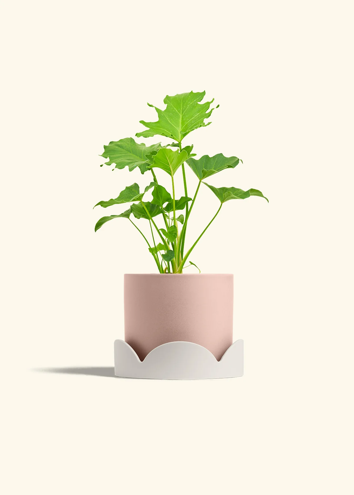 Philodendron 'Little Hope' - Image 26