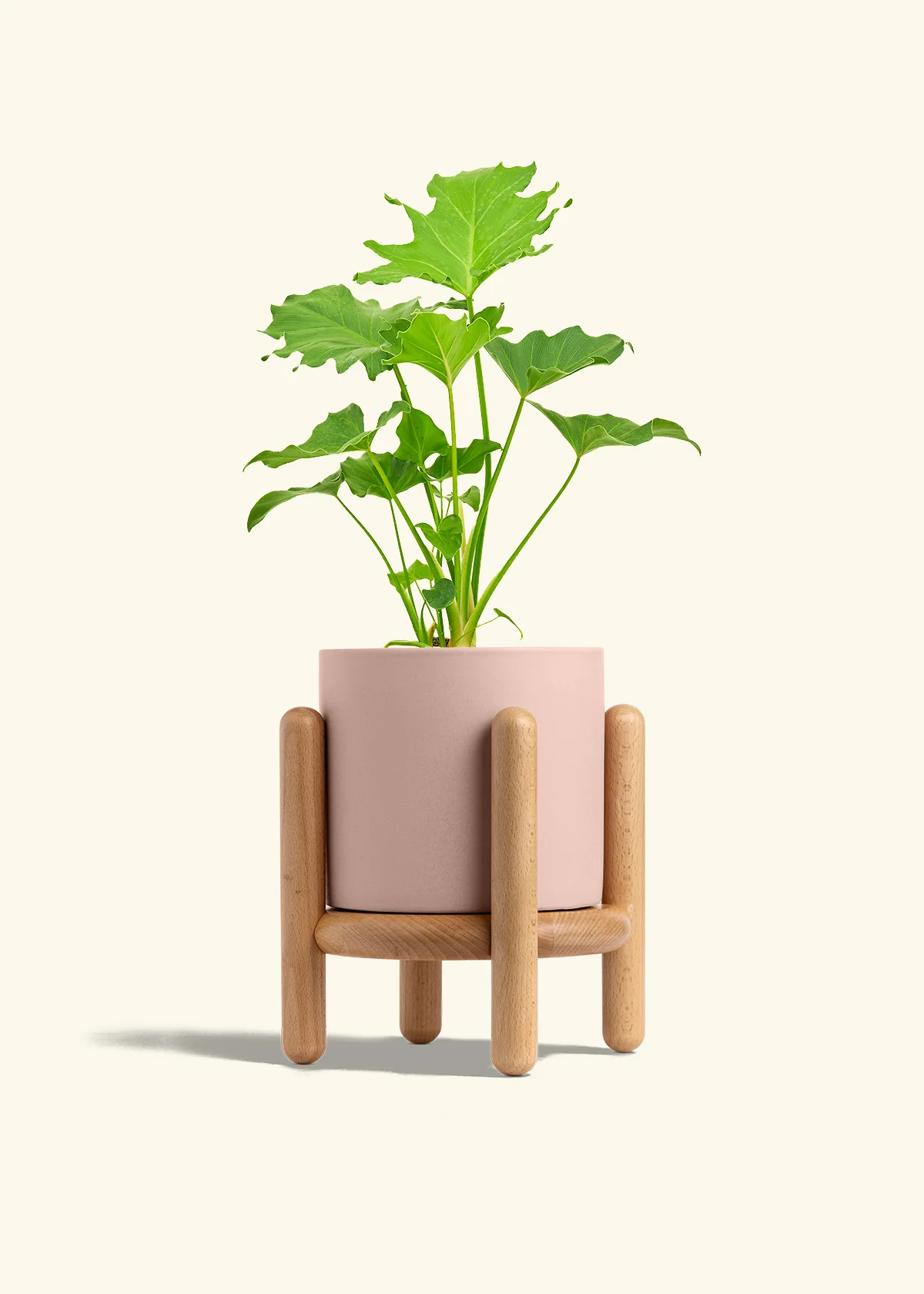 Philodendron 'Little Hope' - Image 27