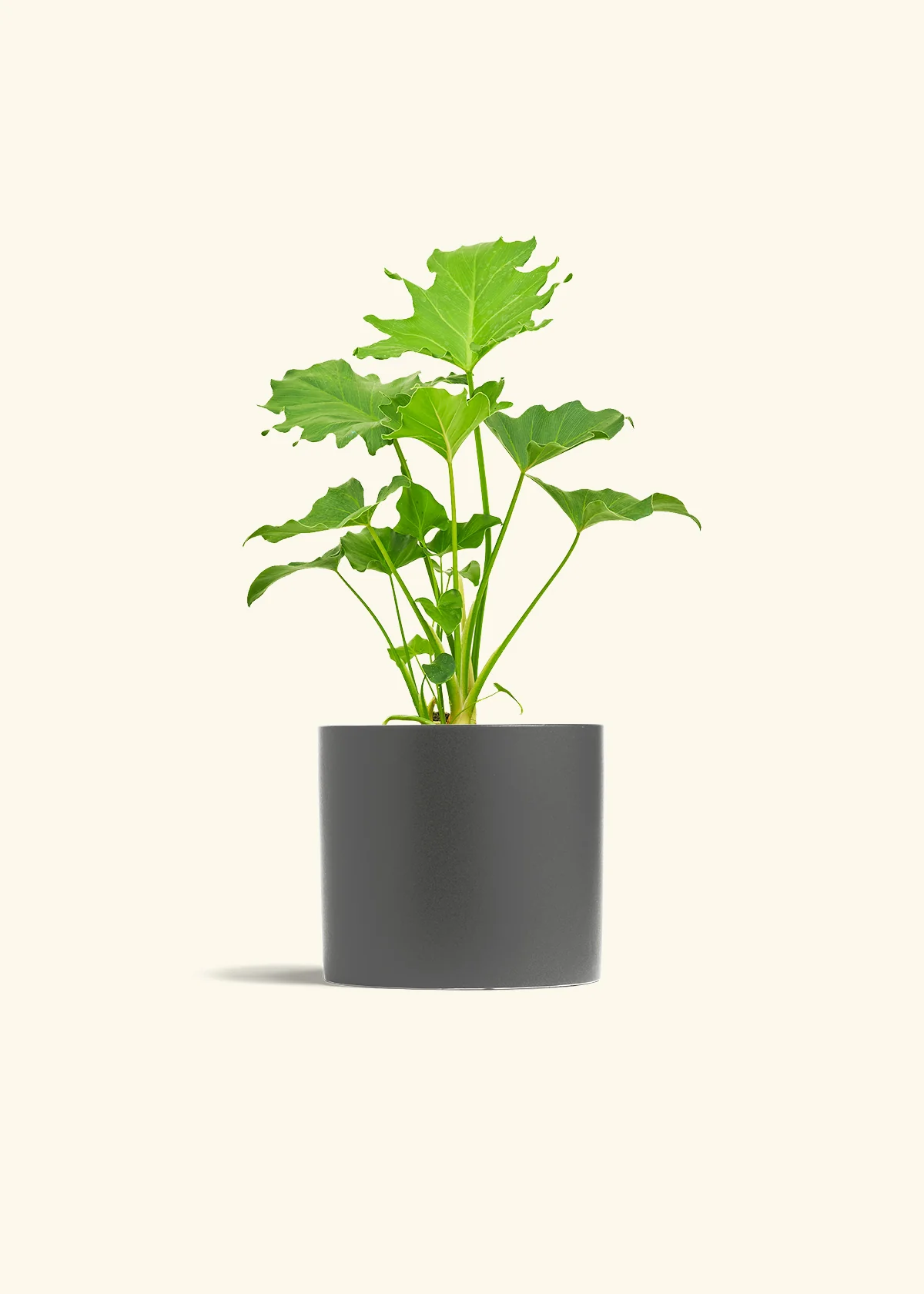 Philodendron 'Little Hope' - Image 28