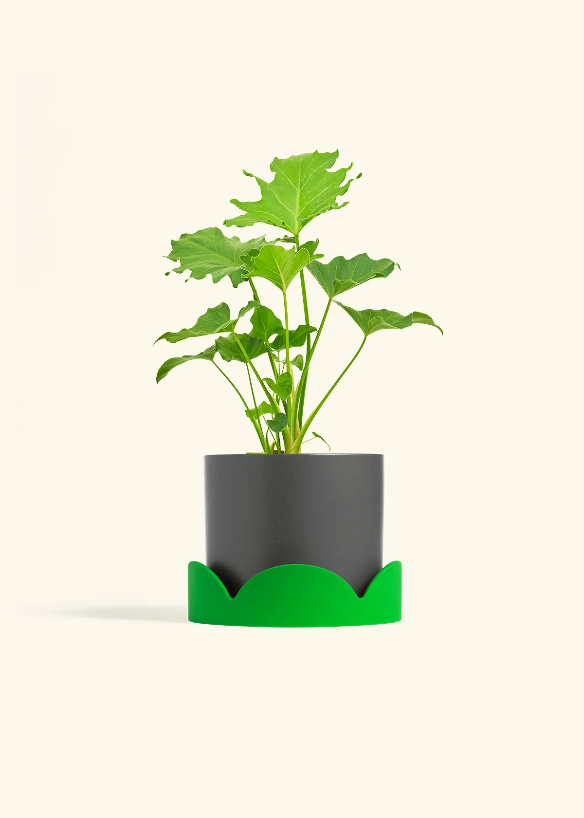 Philodendron 'Little Hope' - Image 29