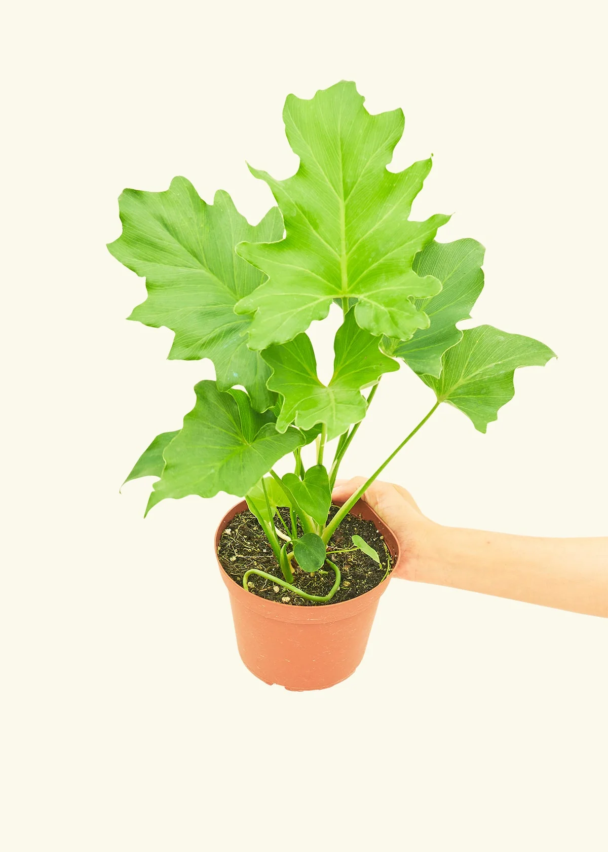 Philodendron 'Little Hope' - Image 3