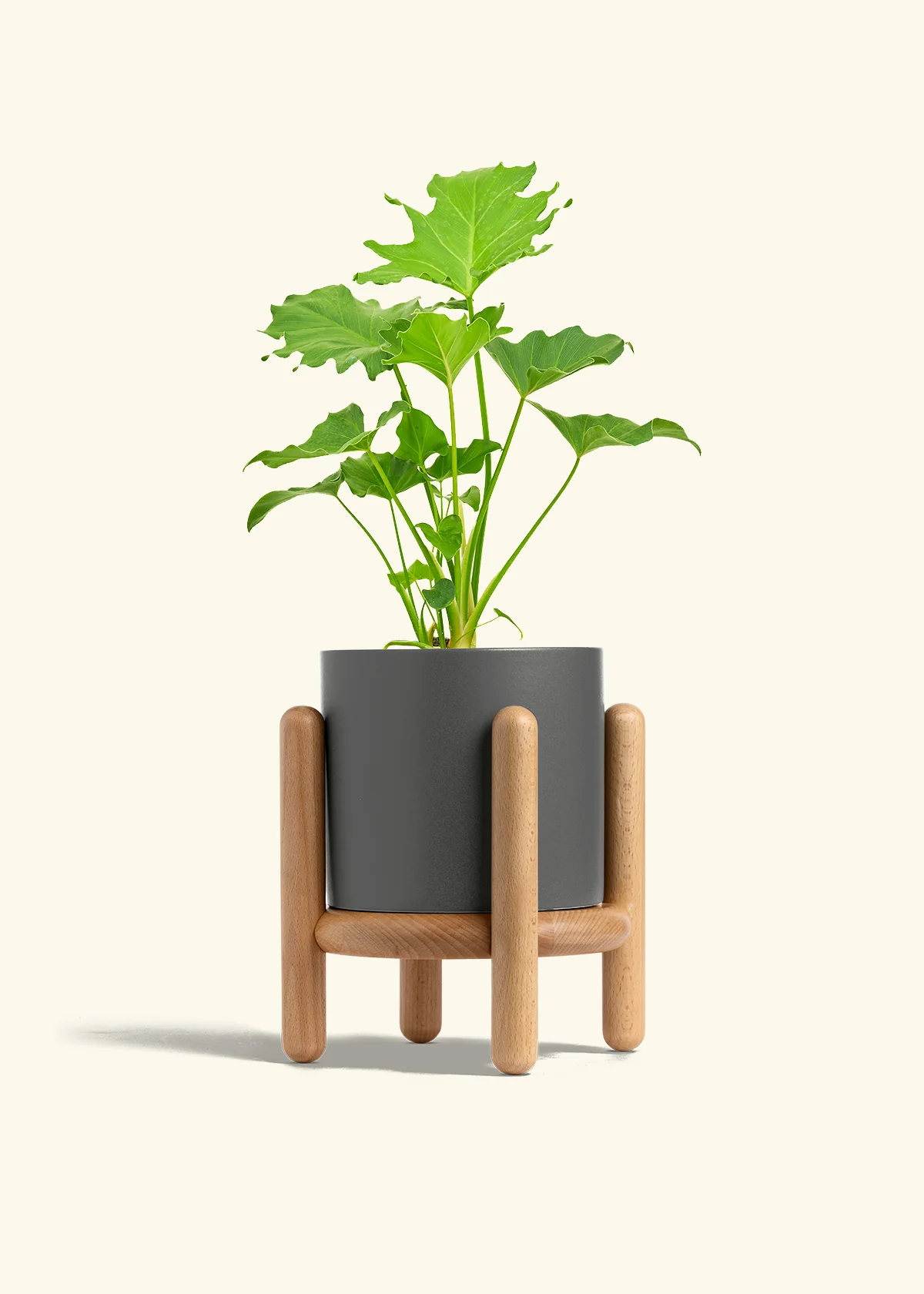 Philodendron 'Little Hope' - Image 31