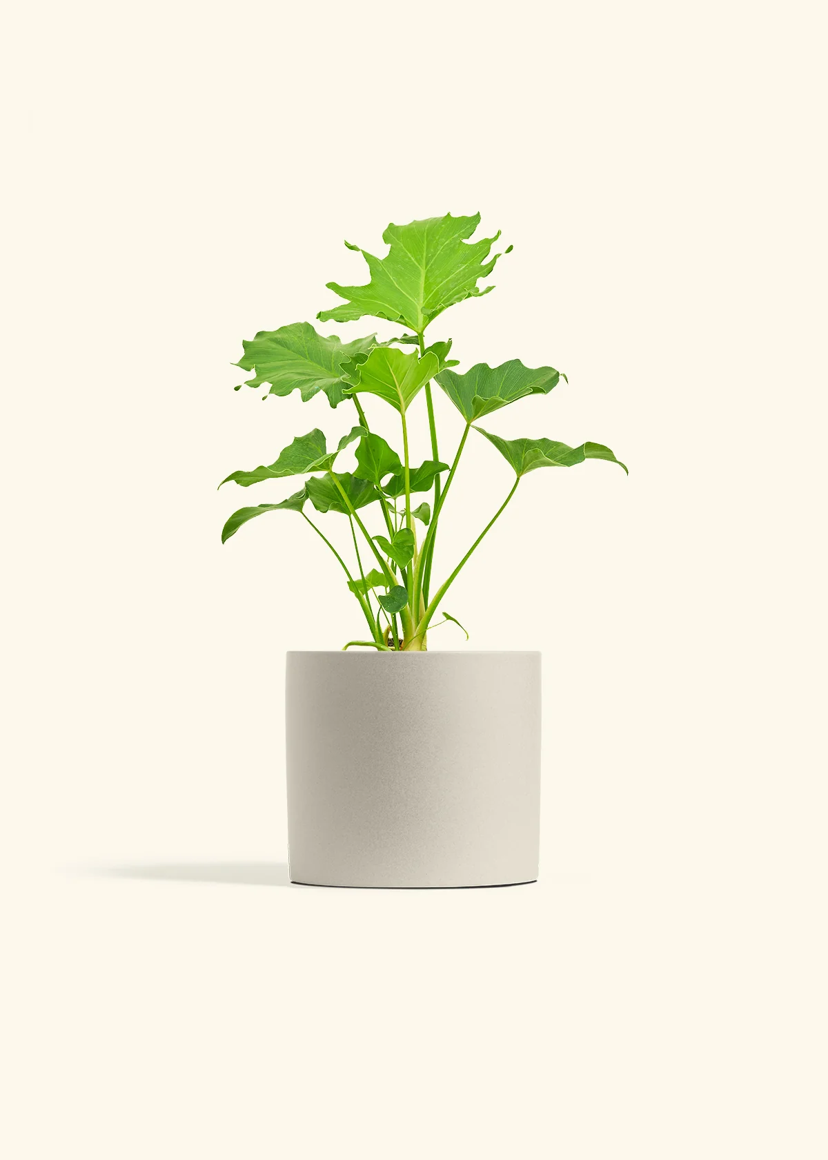 Philodendron 'Little Hope' - Image 32