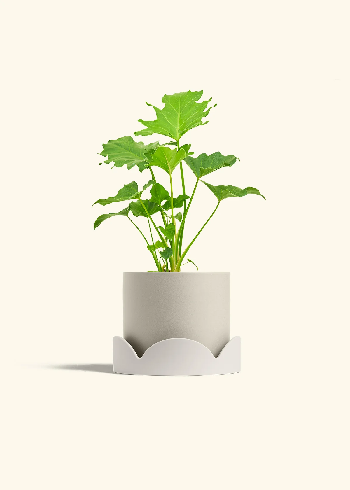 Philodendron 'Little Hope' - Image 34