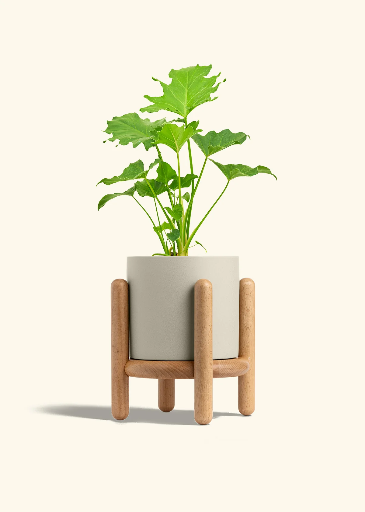 Philodendron 'Little Hope' - Image 35
