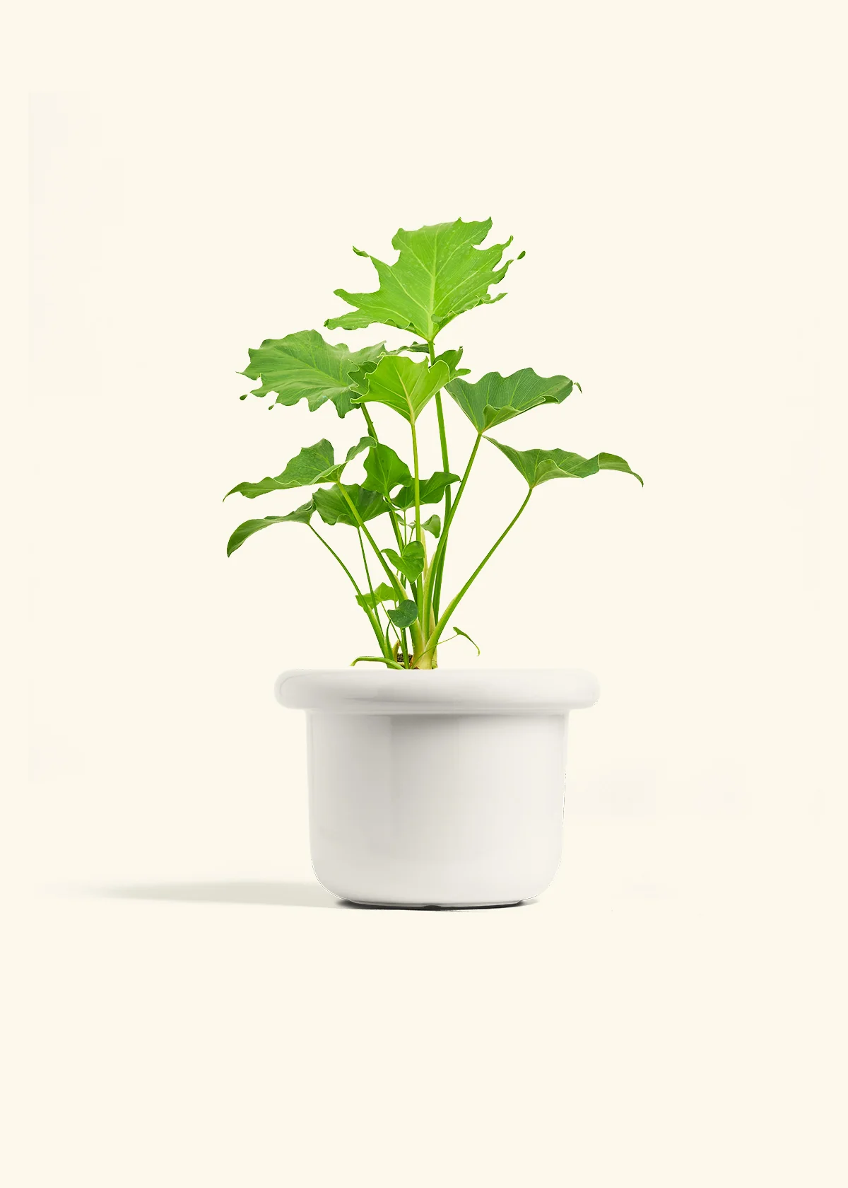 Philodendron 'Little Hope' - Image 4