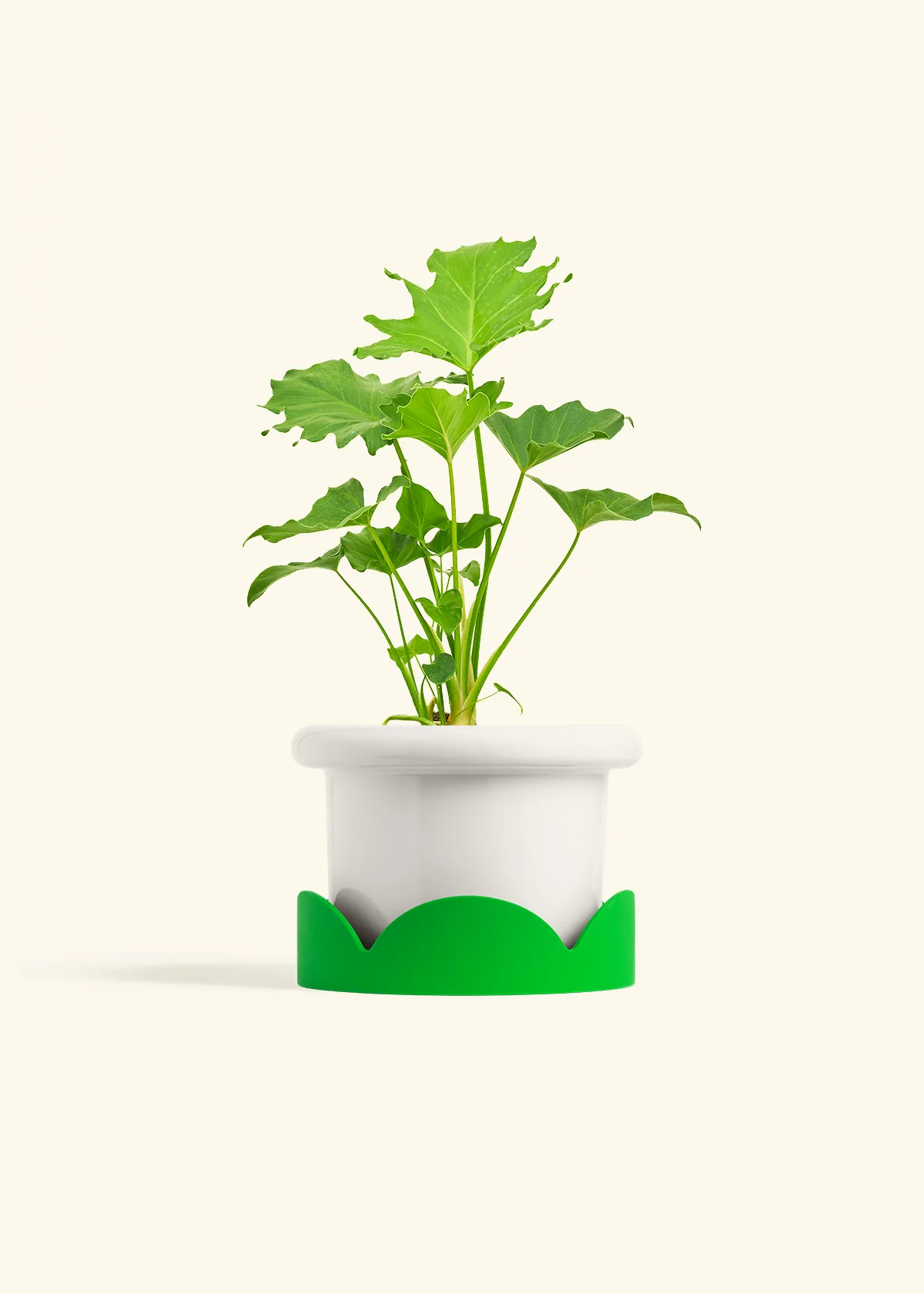 Philodendron 'Little Hope' - Image 5