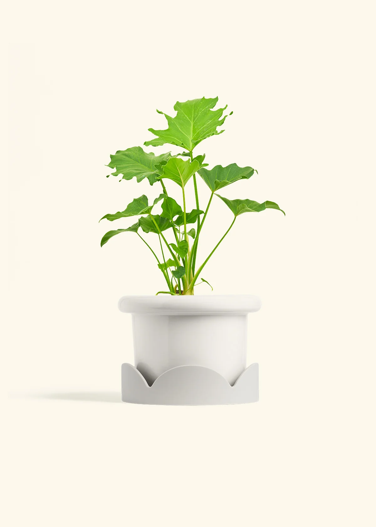 Philodendron 'Little Hope' - Image 6