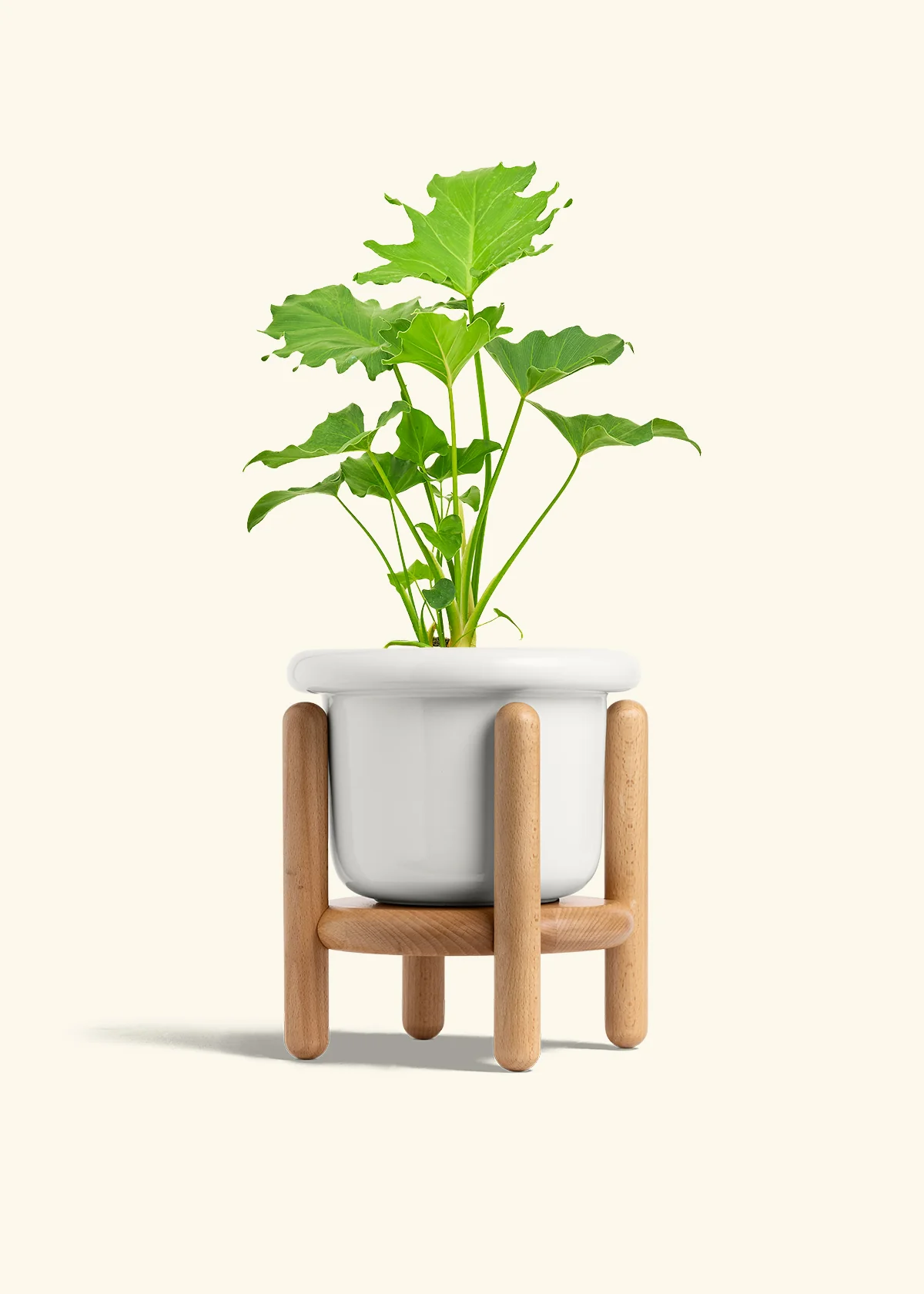 Philodendron 'Little Hope' - Image 7