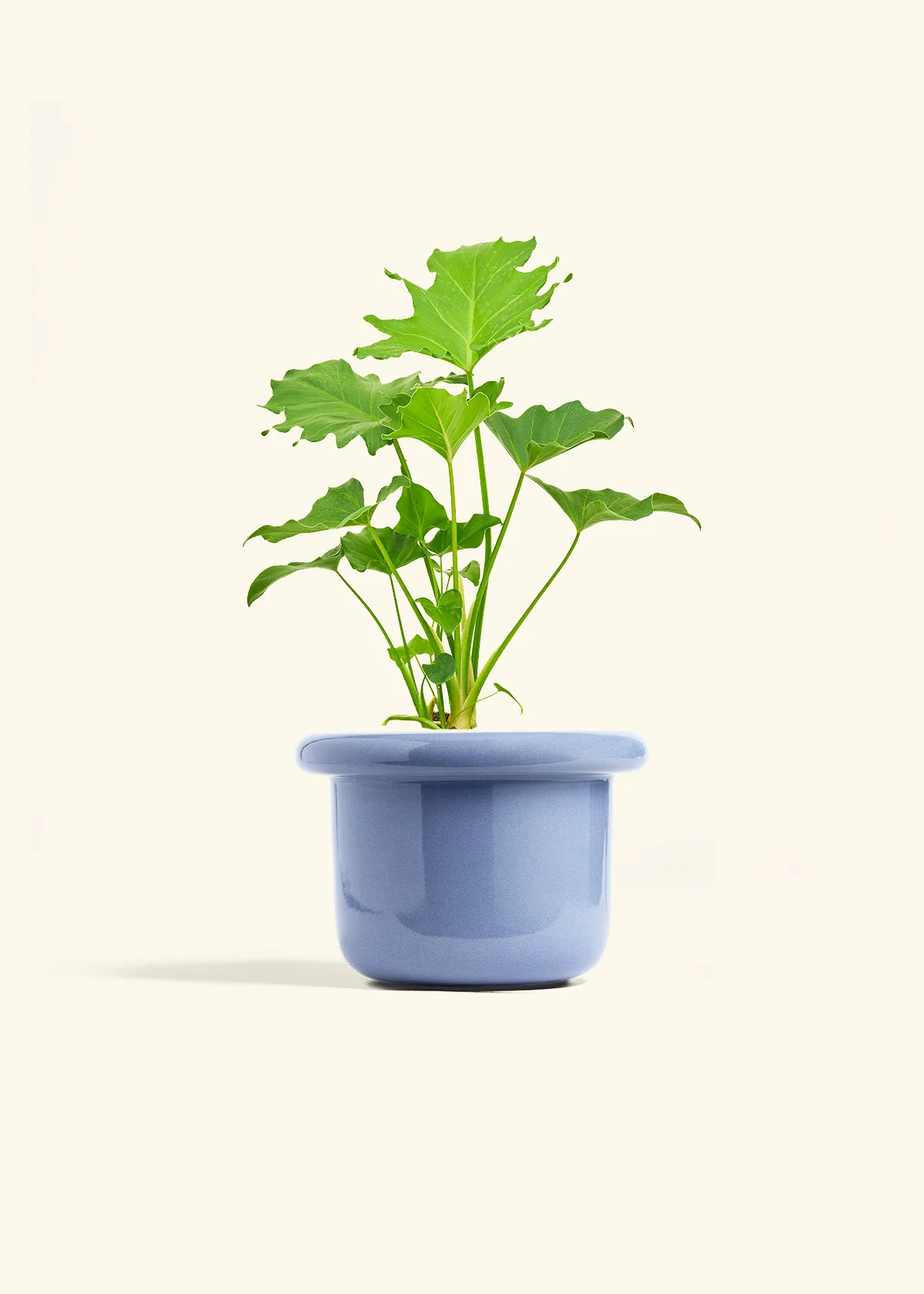 Philodendron 'Little Hope' - Image 8