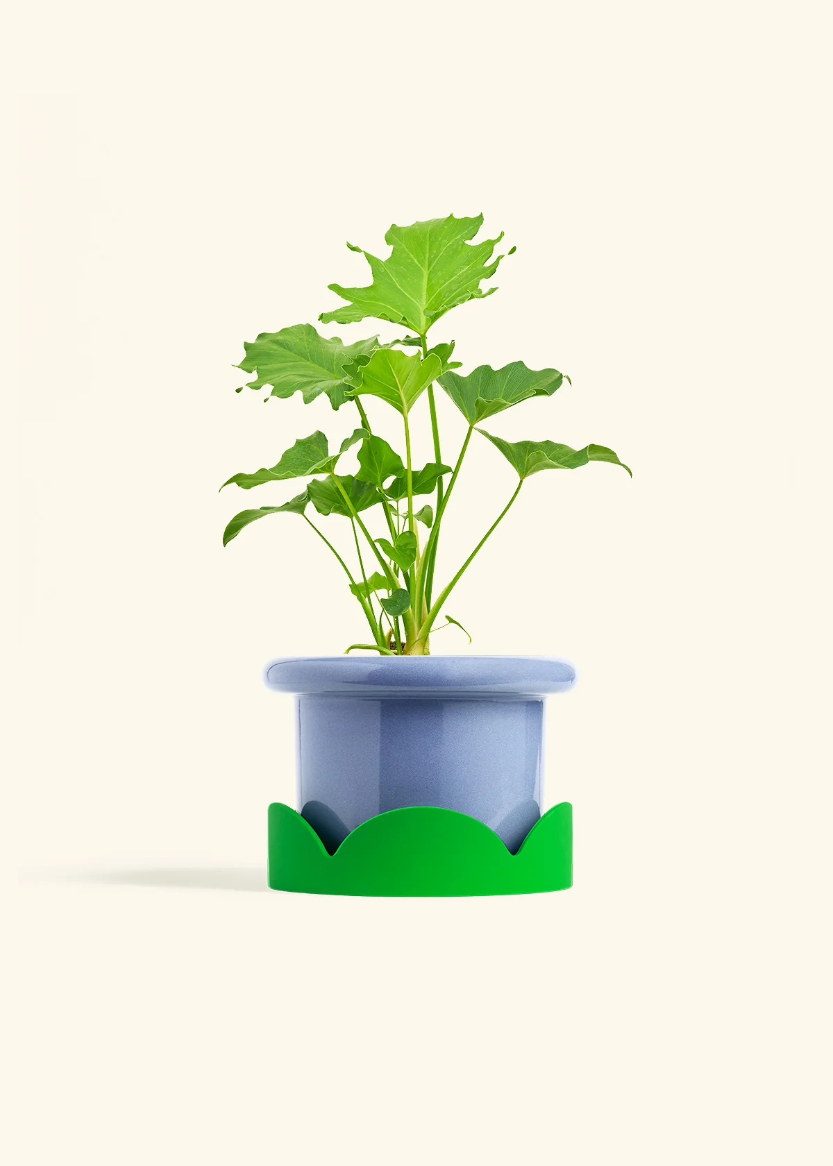 Philodendron 'Little Hope' - Image 9