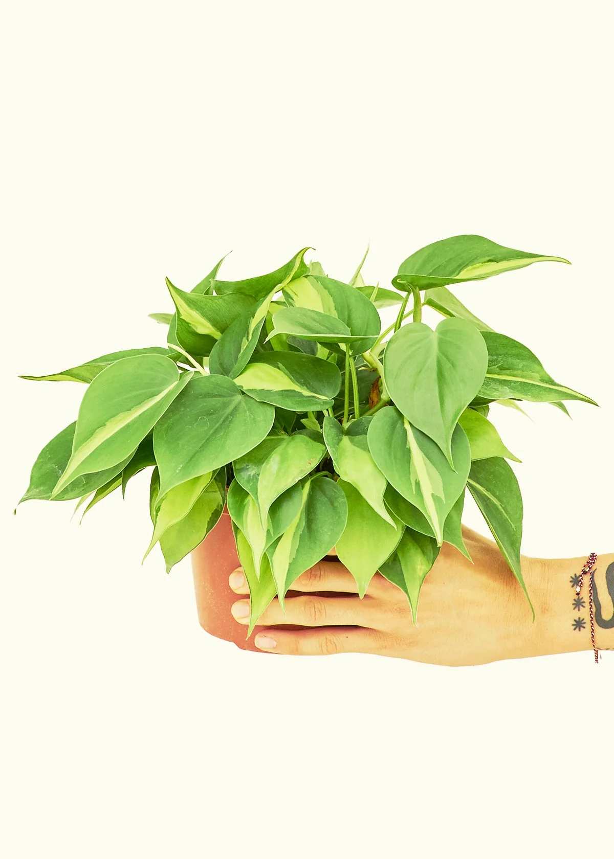 Philodendron 'Brasil' - Image 10