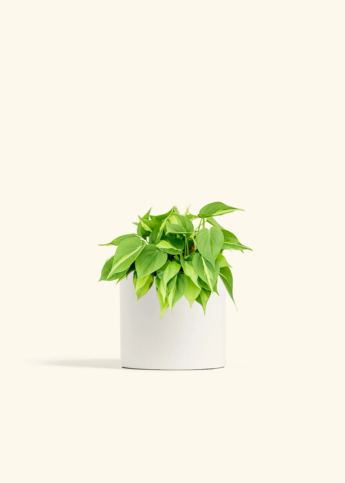 Philodendron 'Brasil' - Image 11