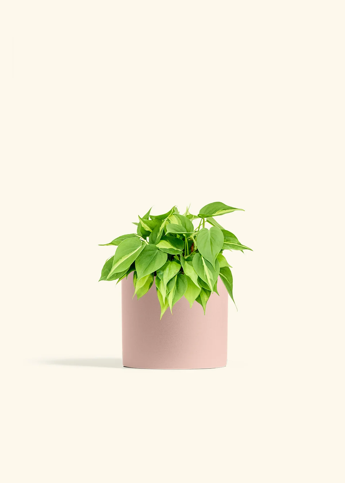 Philodendron 'Brasil' - Image 12