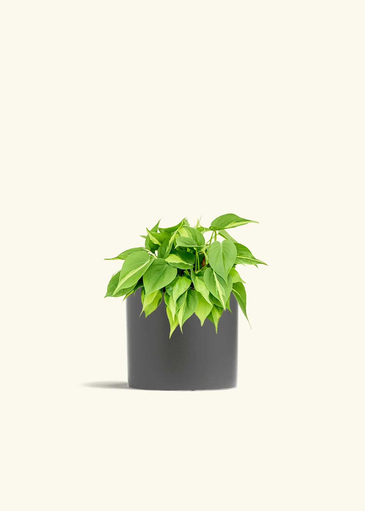 Philodendron 'Brasil' - Image 13
