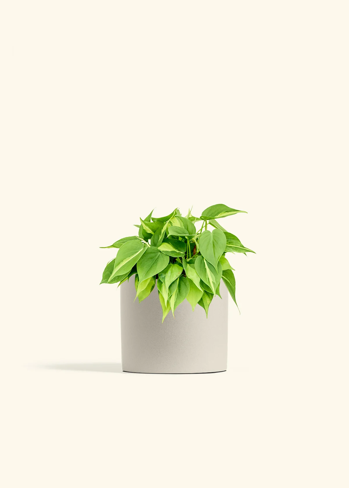 Philodendron 'Brasil' - Image 14