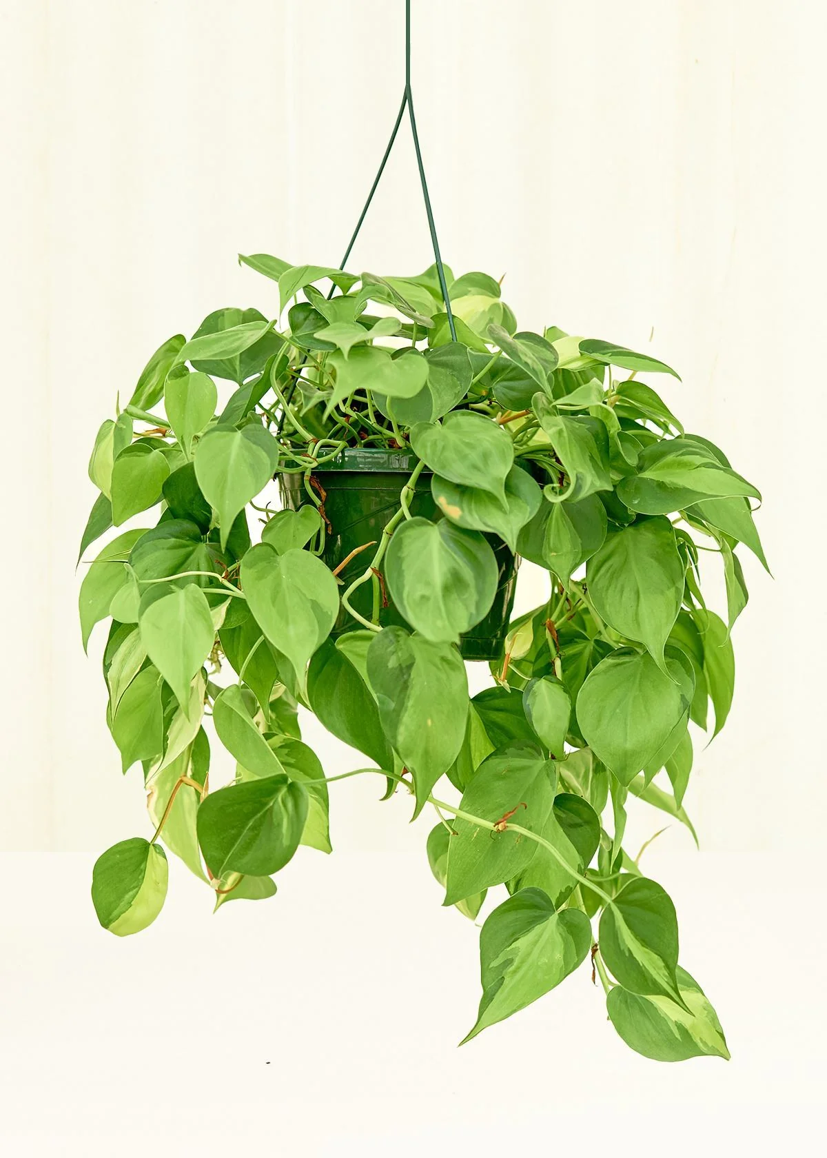 Philodendron 'Brasil' - Image 15