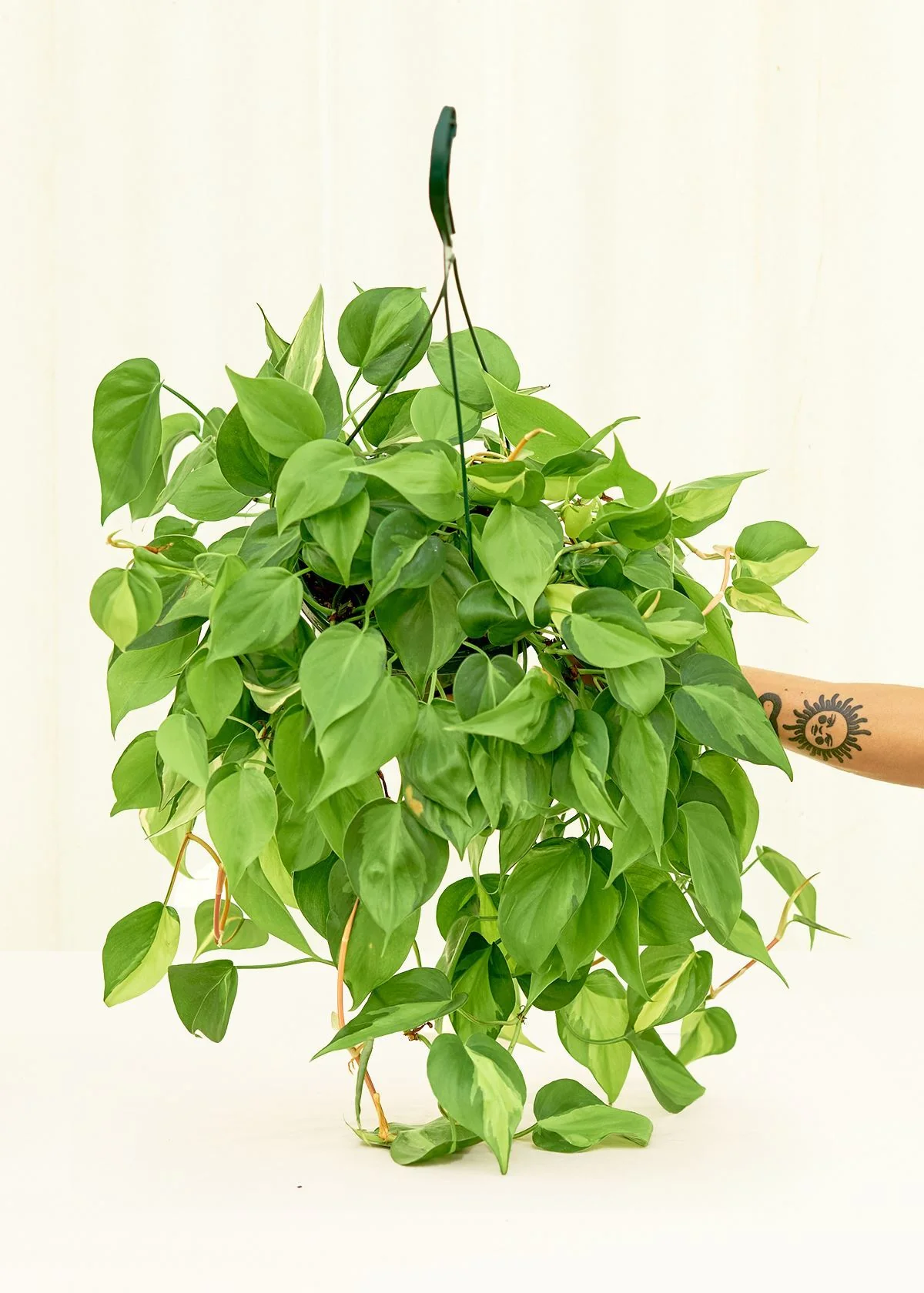 Philodendron 'Brasil' - Image 16