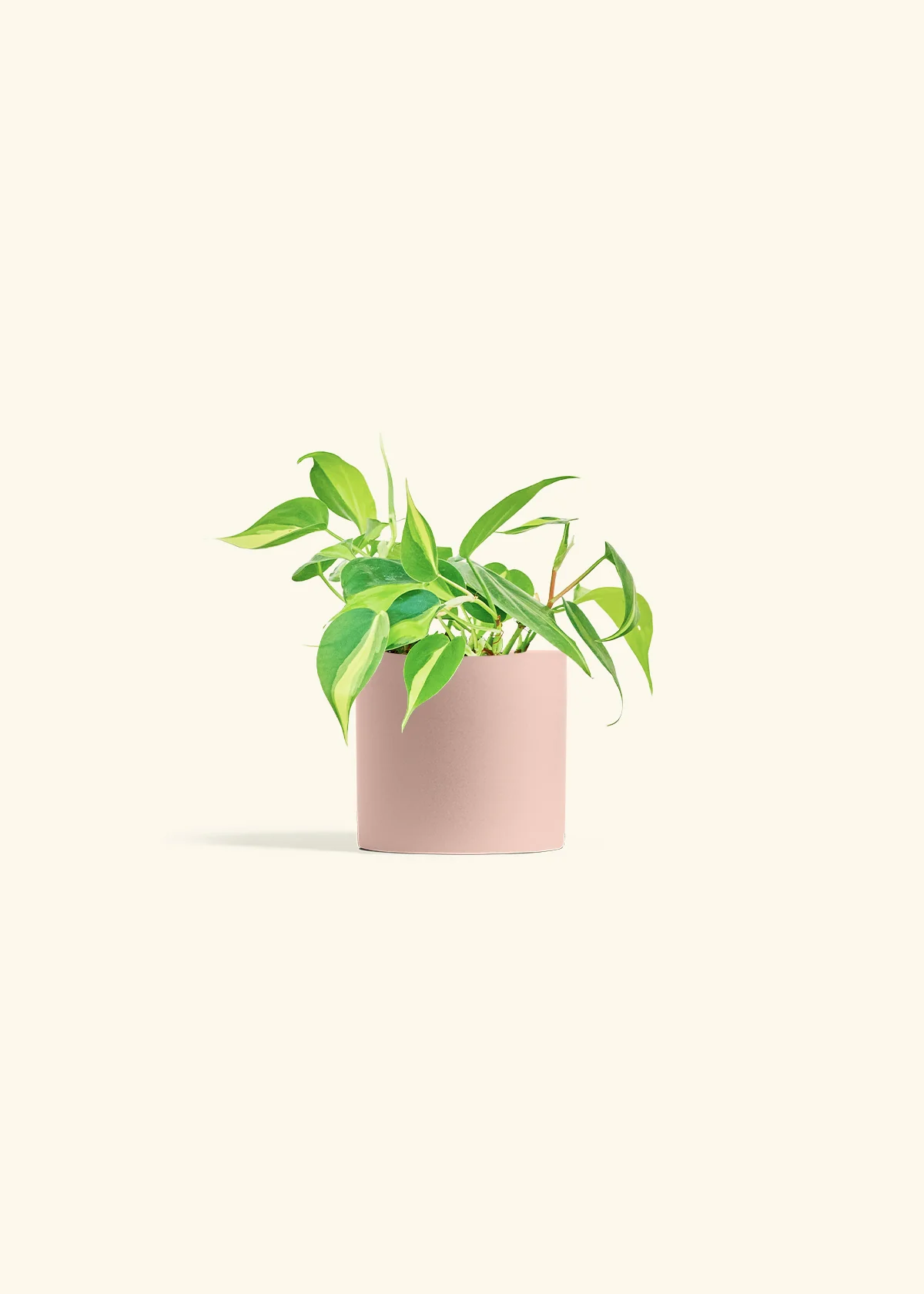 Philodendron 'Brasil' - Image 5