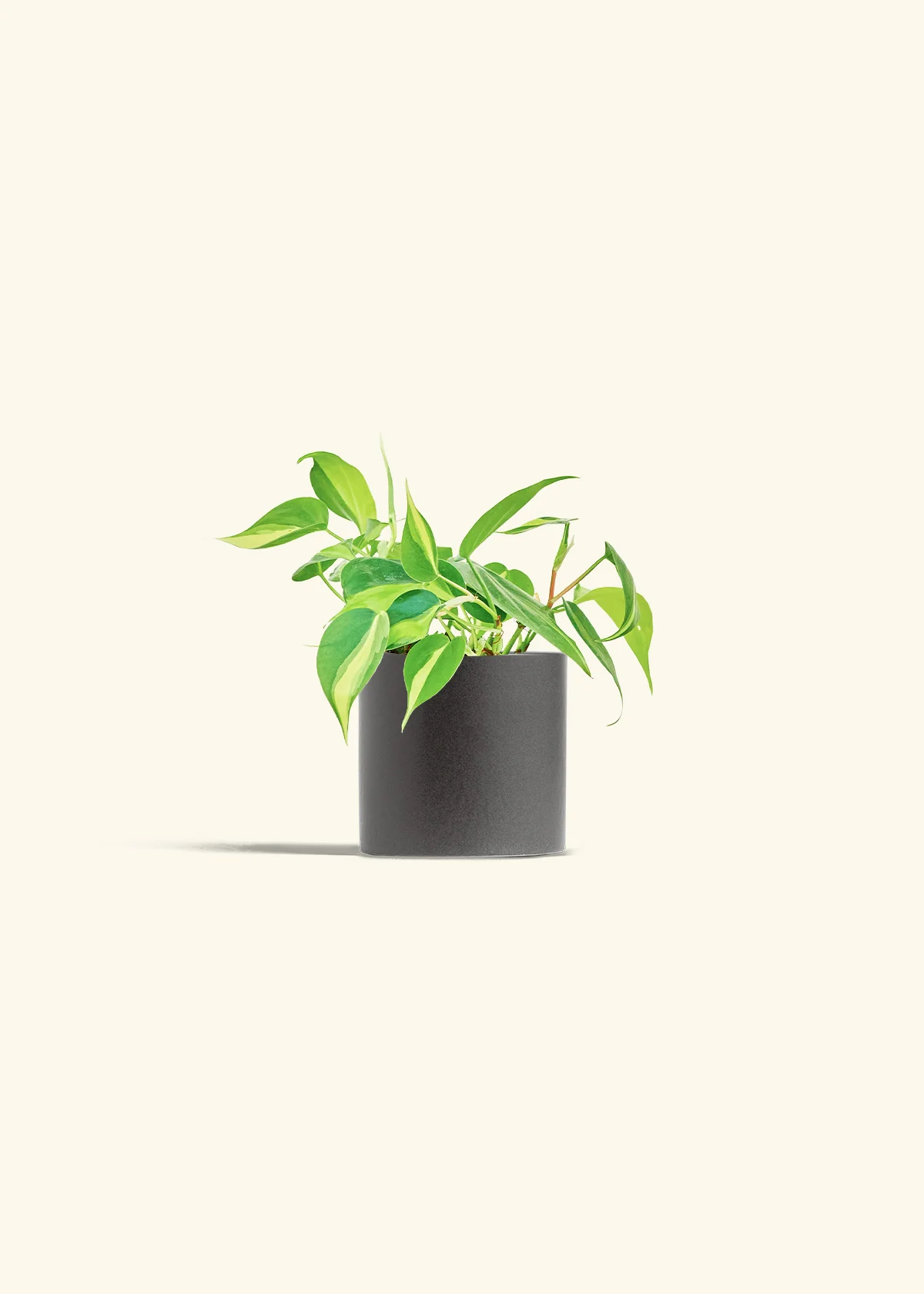 Philodendron 'Brasil' - Image 6
