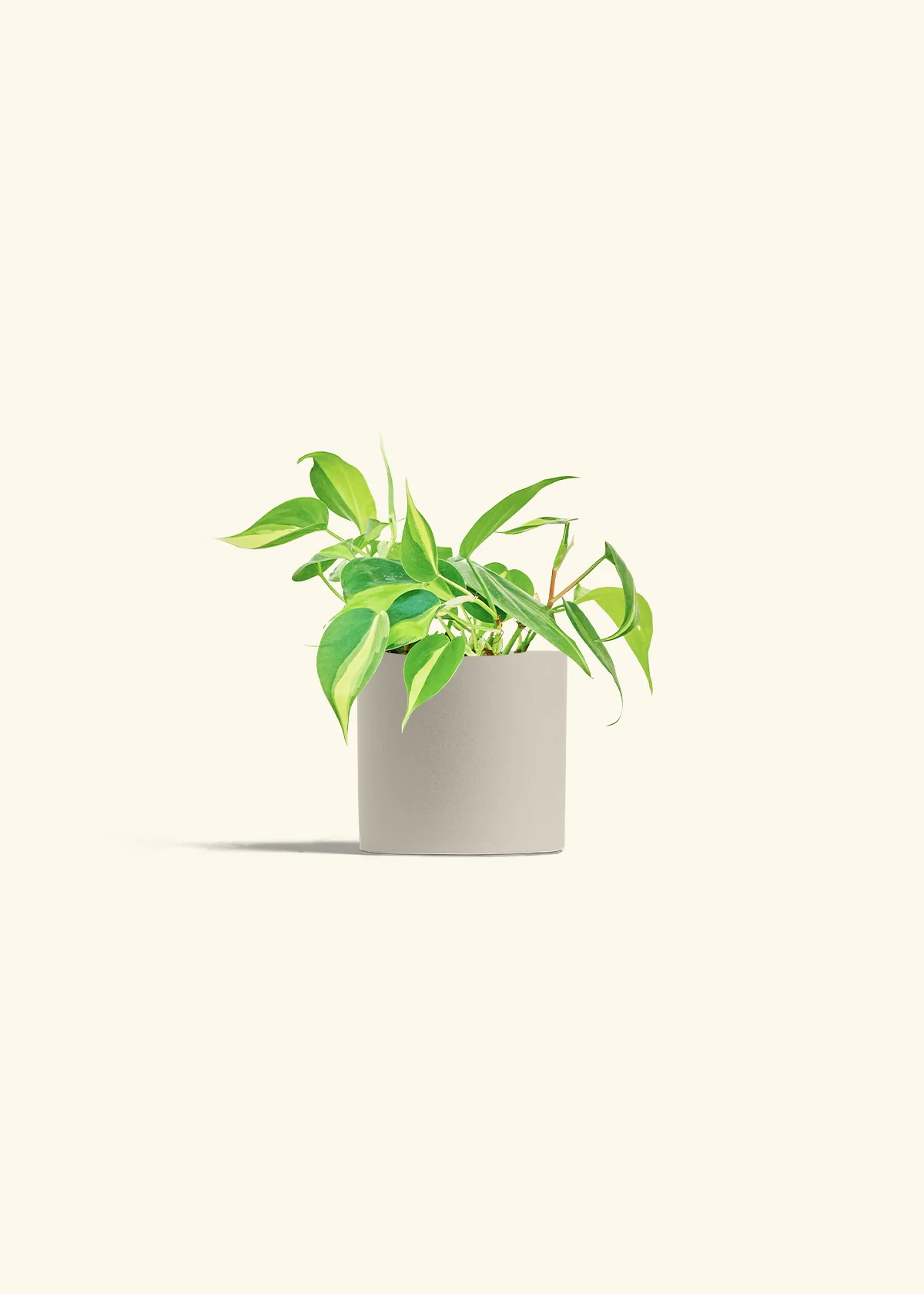 Philodendron 'Brasil' - Image 7