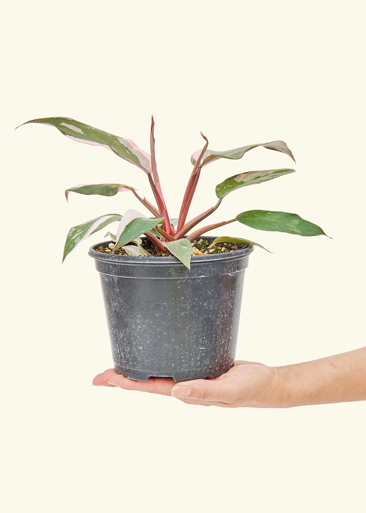 Philodendron Pink Princess - Image 10