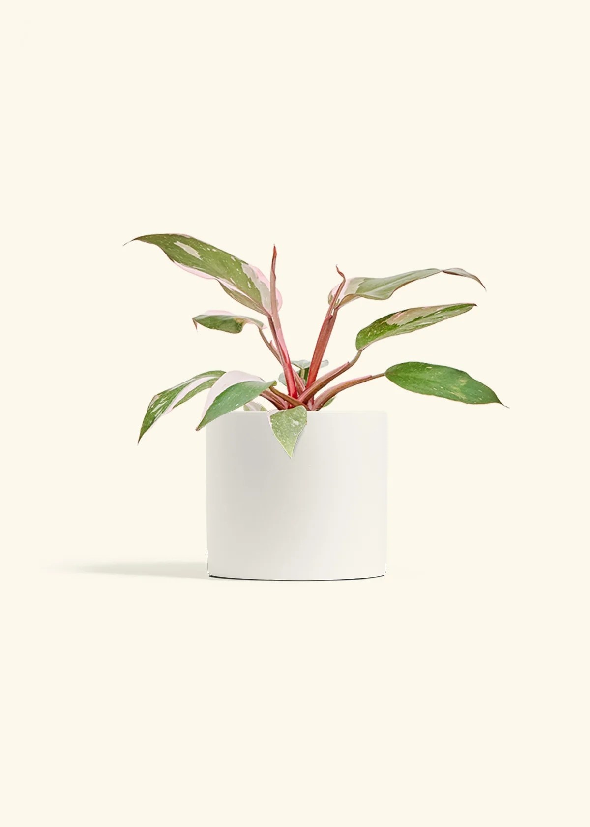Philodendron Pink Princess - Image 11