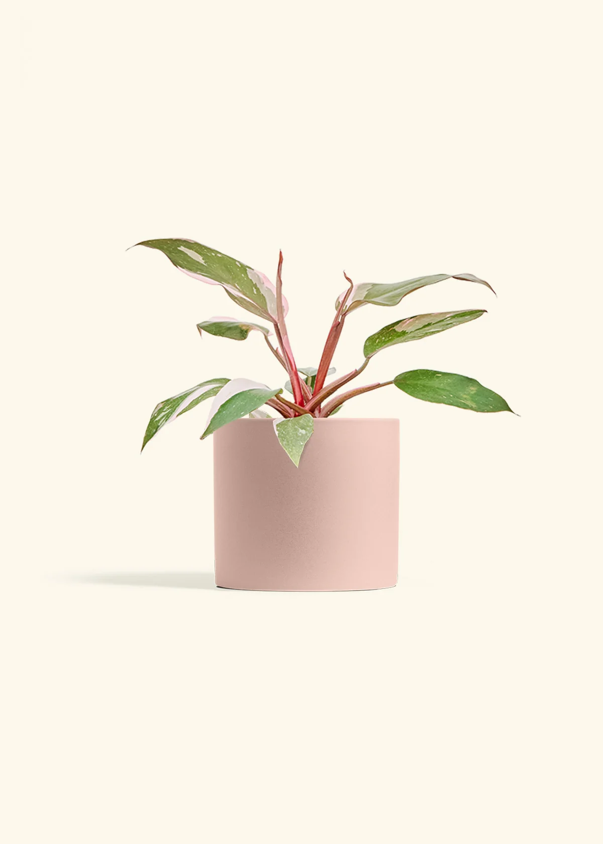 Philodendron Pink Princess - Image 12
