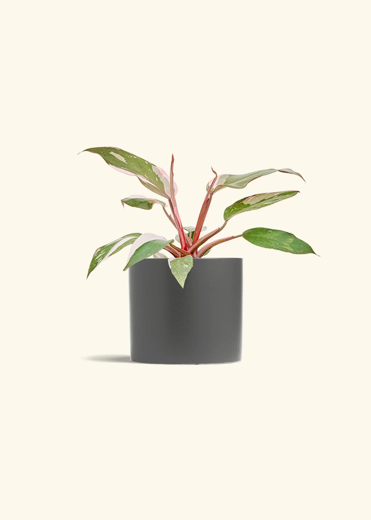 Philodendron Pink Princess - Image 13
