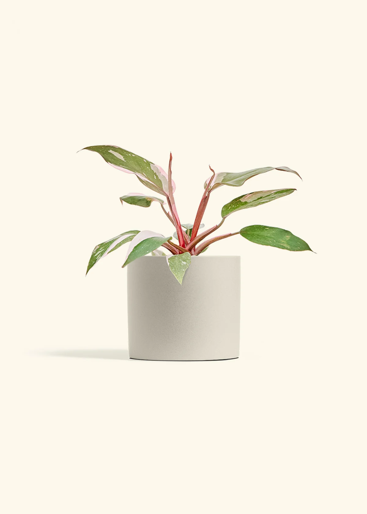 Philodendron Pink Princess - Image 14
