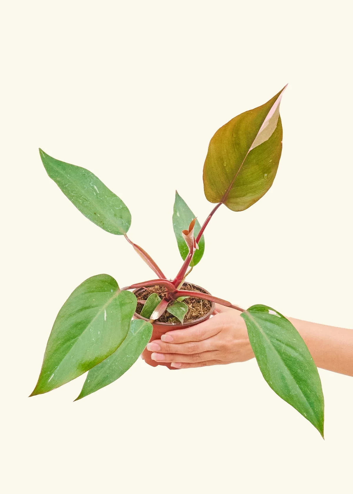 Philodendron Pink Princess - Image 3
