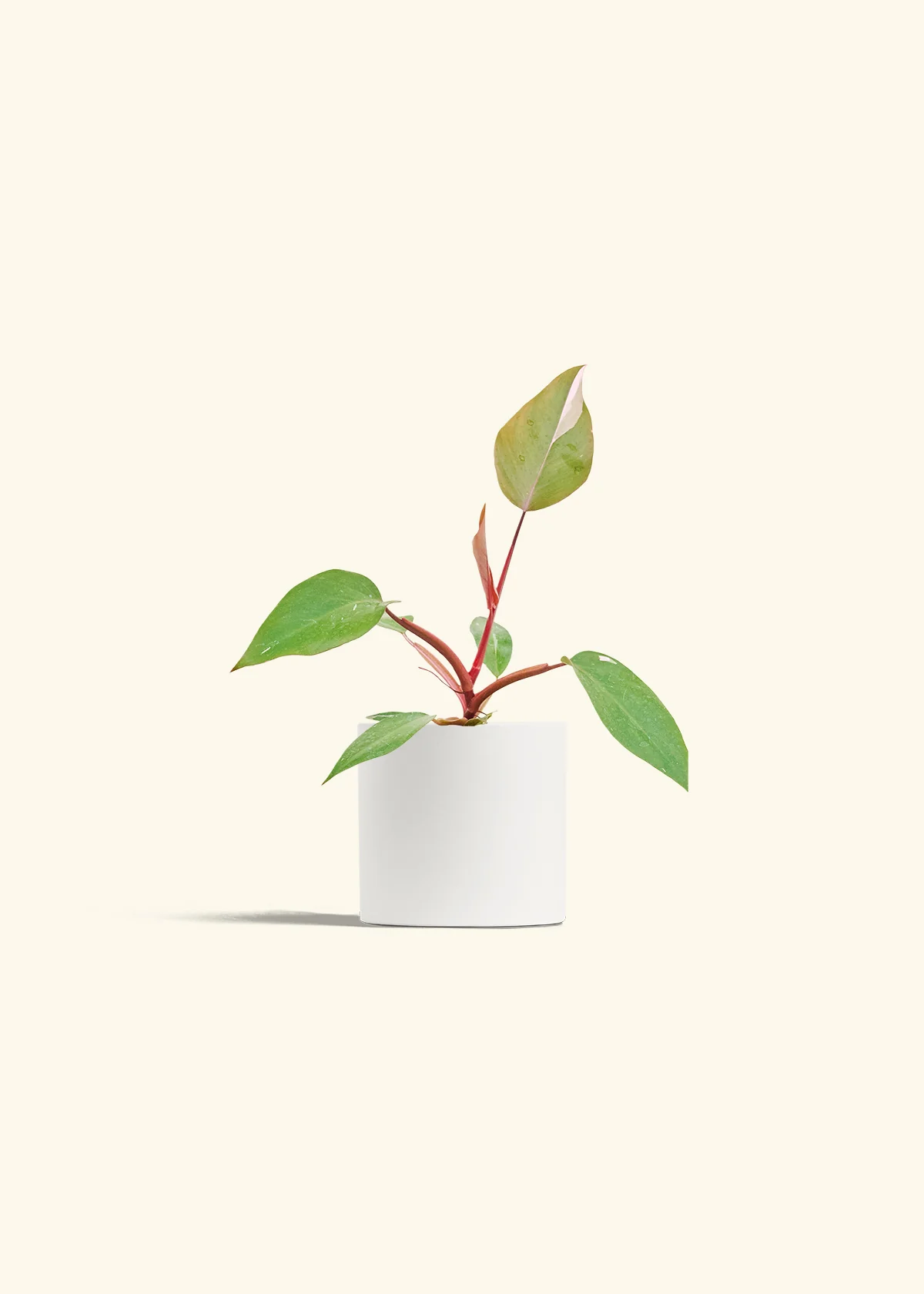 Philodendron Pink Princess - Image 4