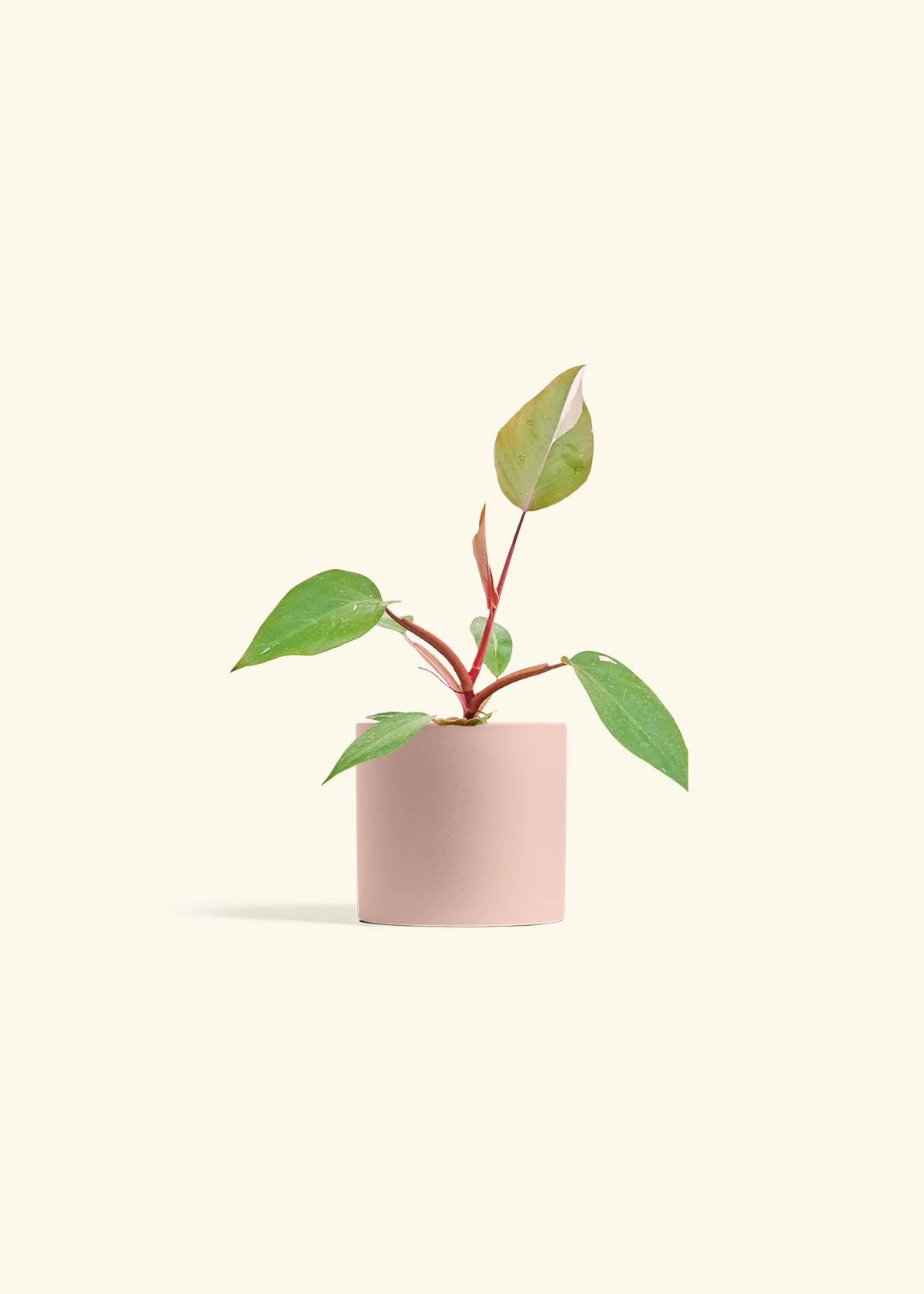 Philodendron Pink Princess - Image 5