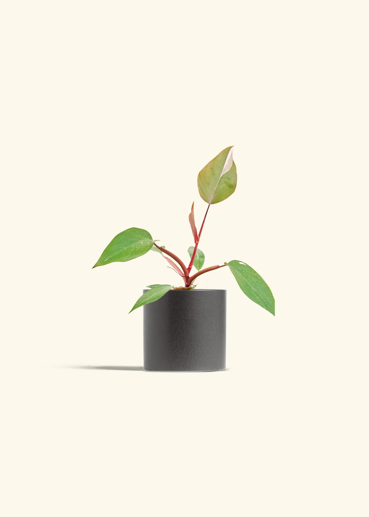 Philodendron Pink Princess - Image 6