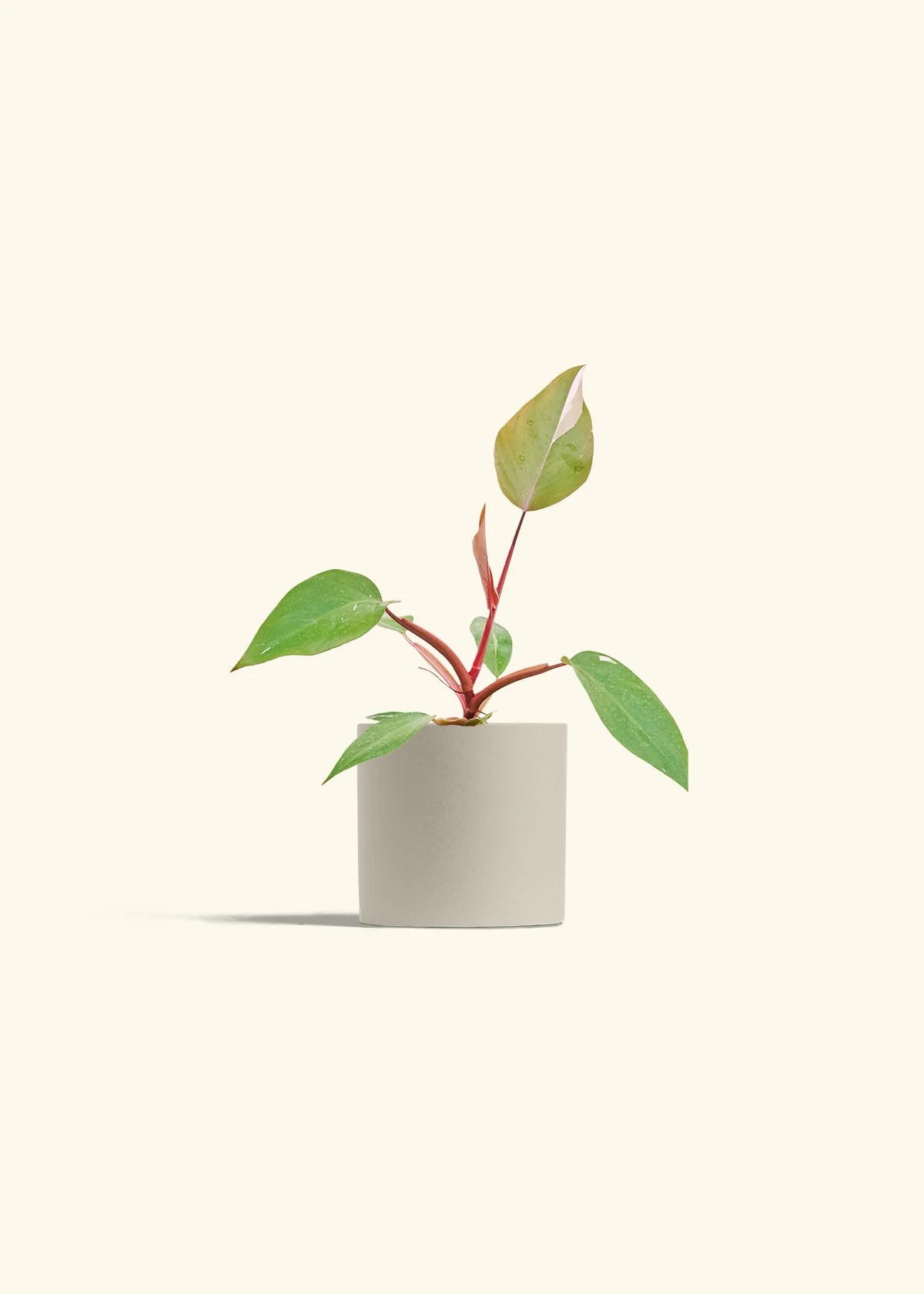 Philodendron Pink Princess - Image 7