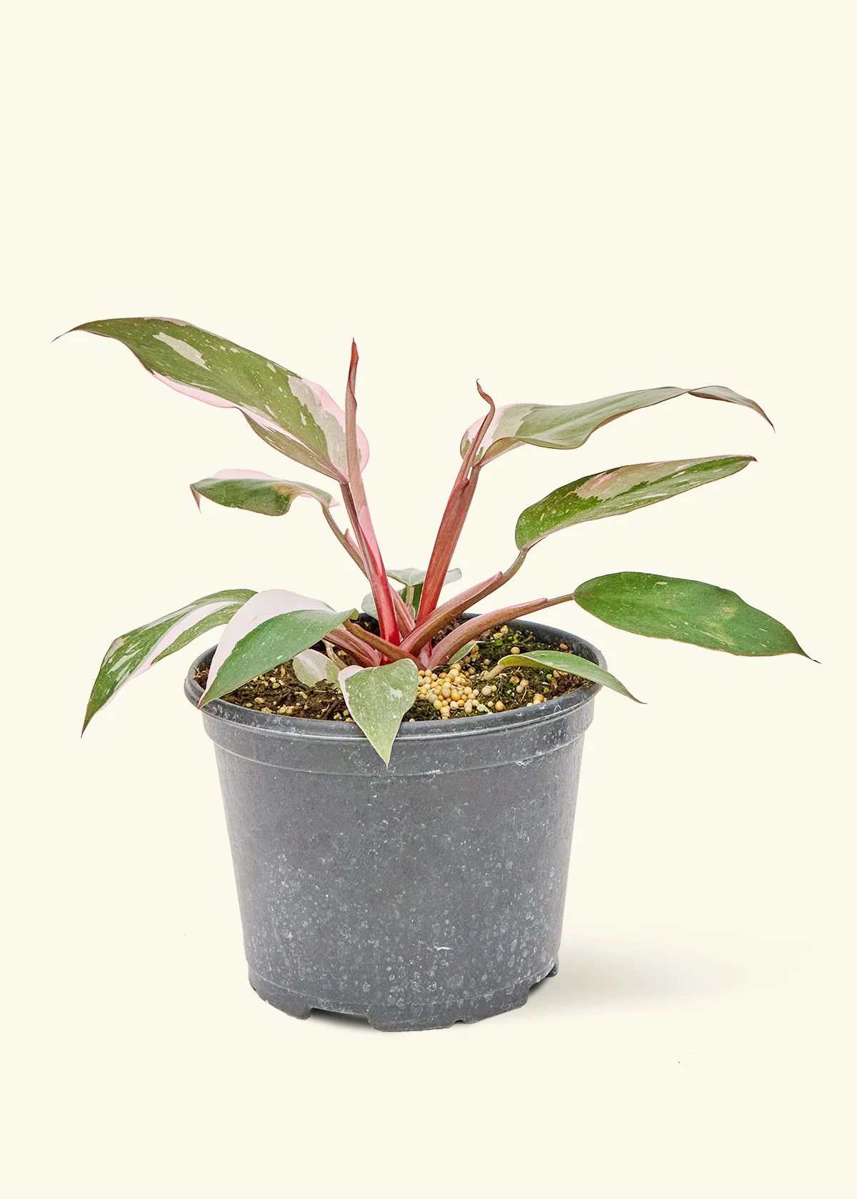 Philodendron Pink Princess - Image 8