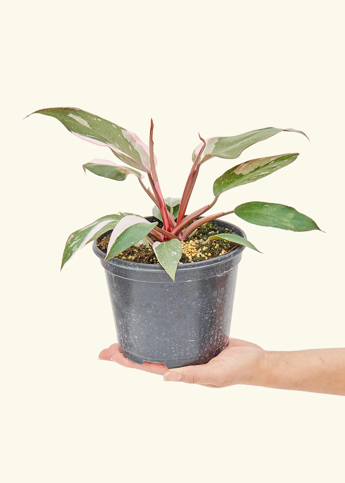 Philodendron Pink Princess - Image 9