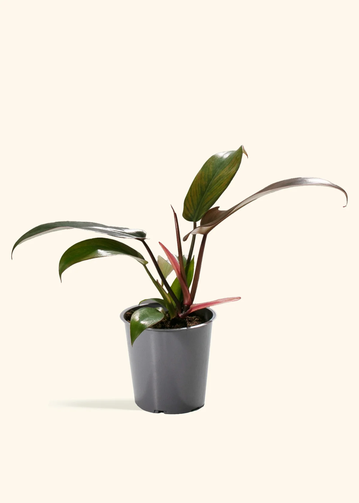 Mother's Day Plants