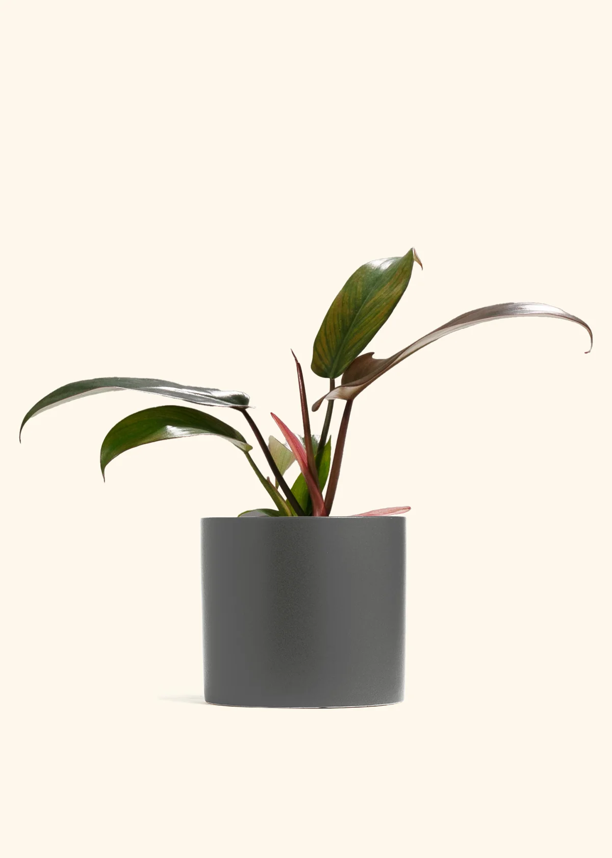 Philodendron Florida Bronze - Image 3
