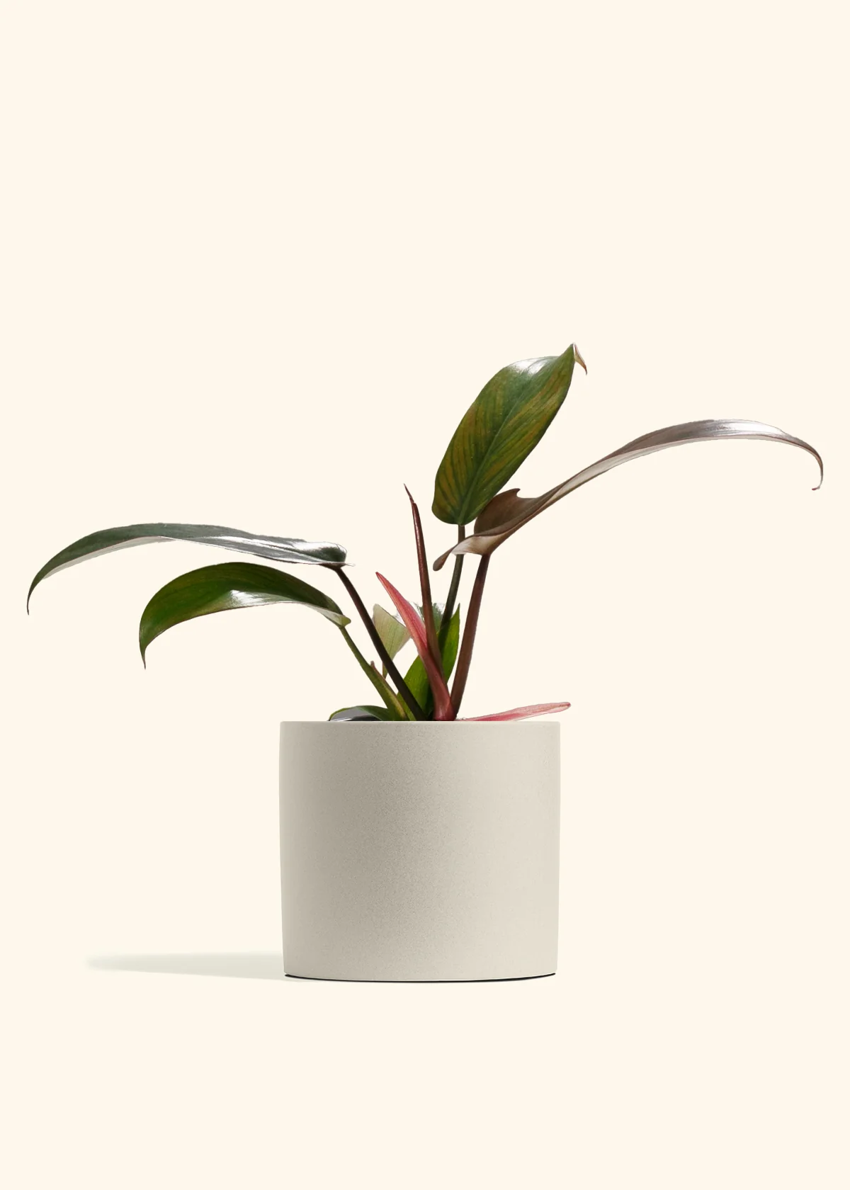Philodendron Florida Bronze - Image 4