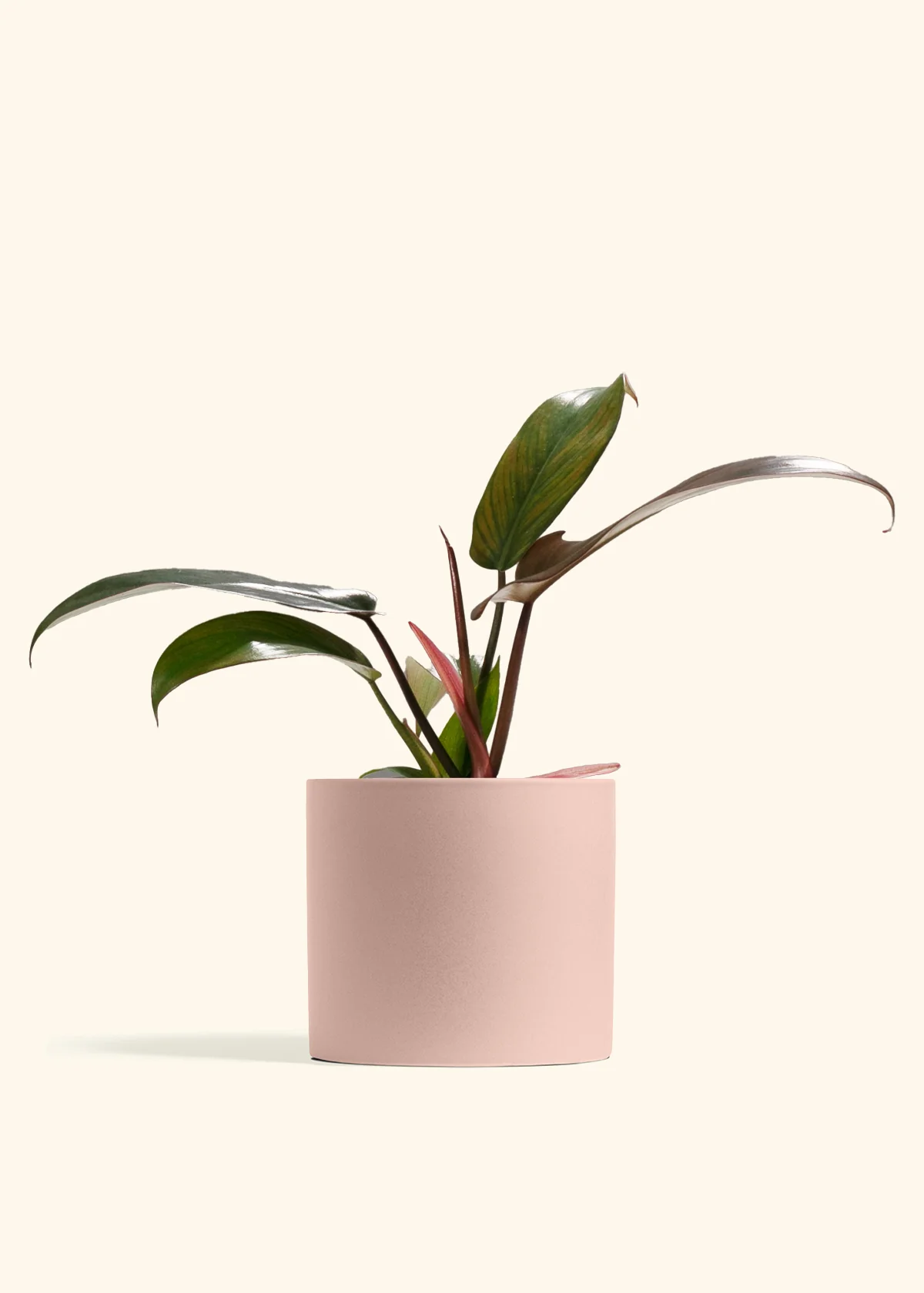 Philodendron Florida Bronze - Image 5