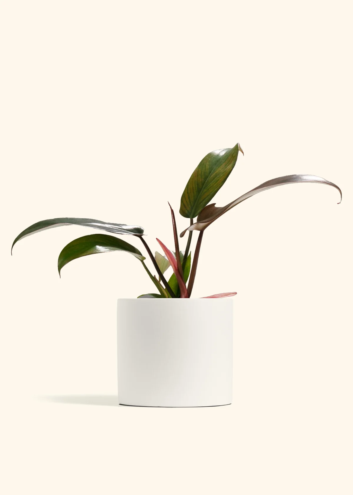 Philodendron Florida Bronze - Image 6