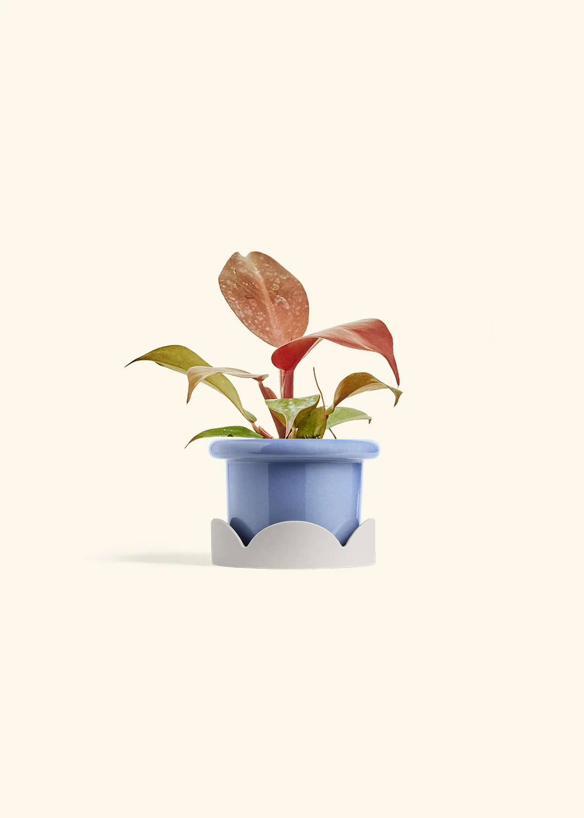 Philodendron 'Imperial Red' - Image 10
