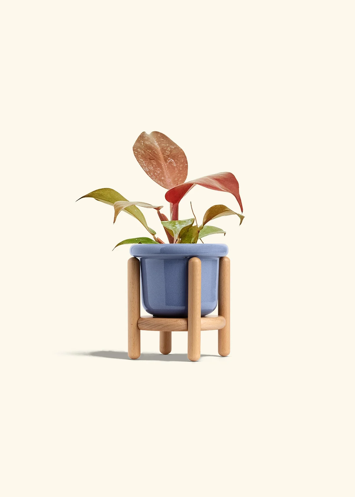 Philodendron 'Imperial Red' - Image 11