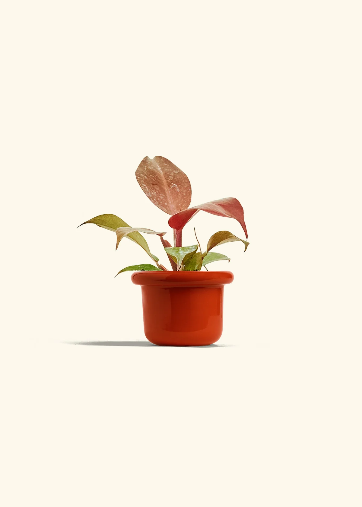 Philodendron 'Imperial Red' - Image 12