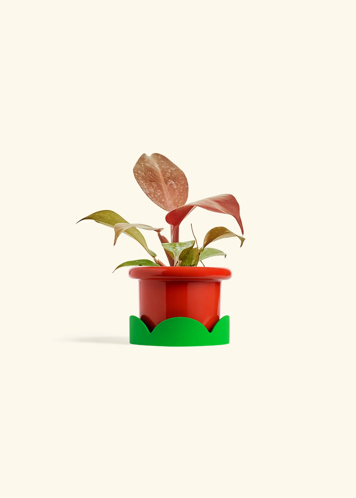 Philodendron 'Imperial Red' - Image 13