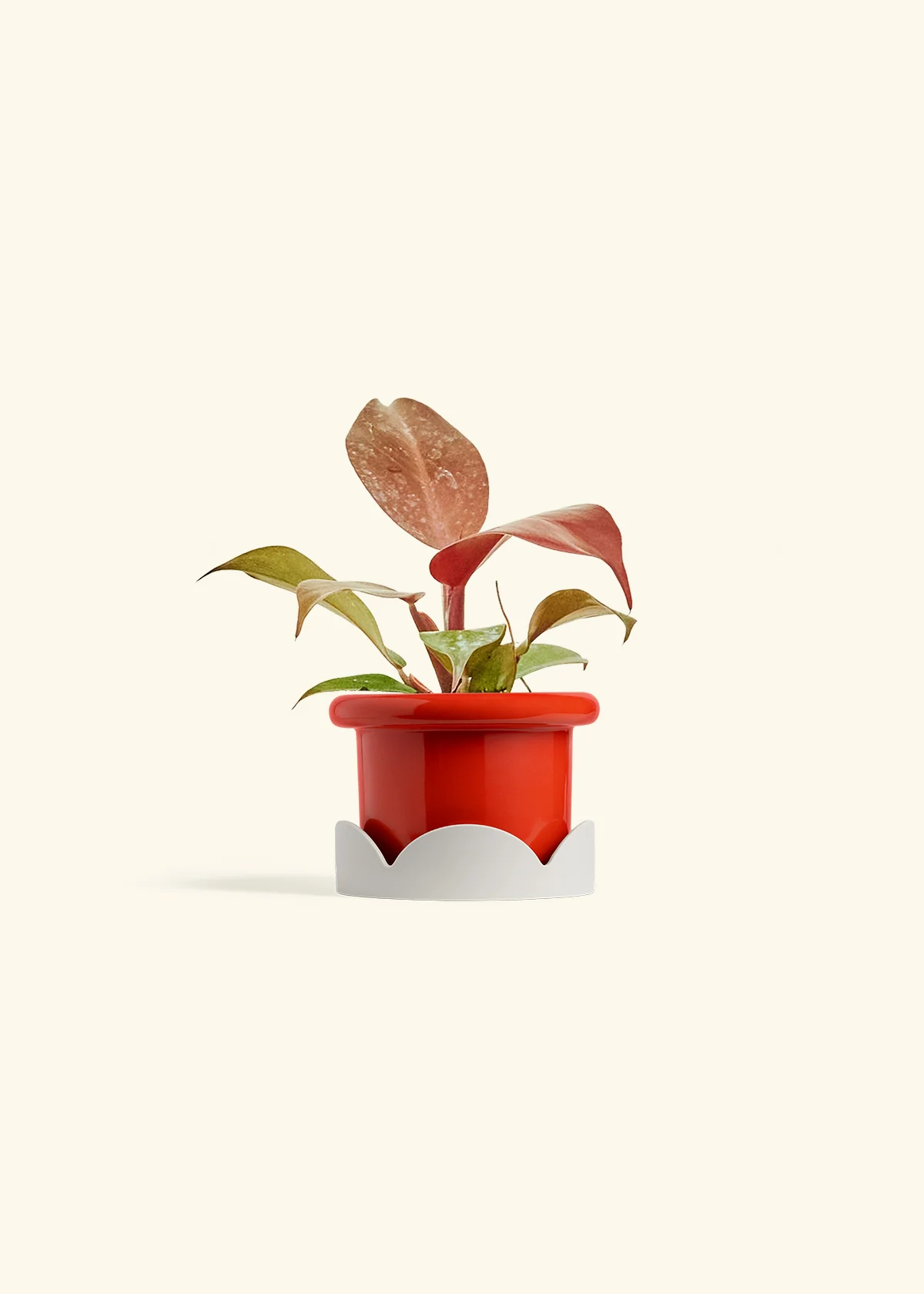 Philodendron 'Imperial Red' - Image 14